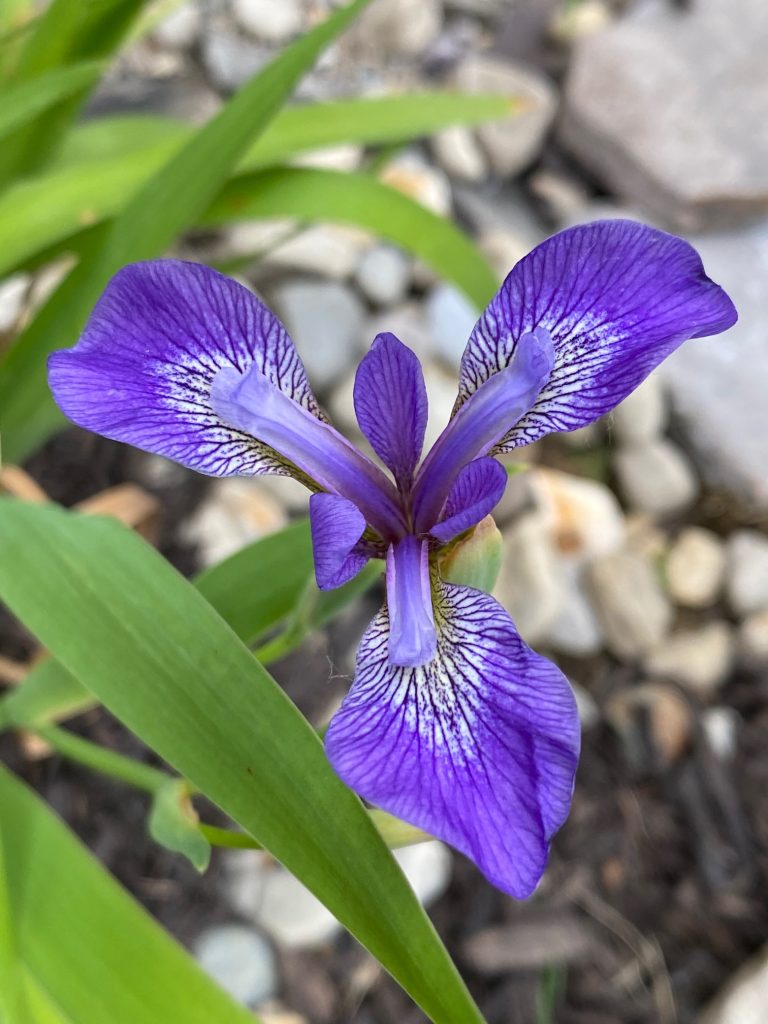 Flag Iris