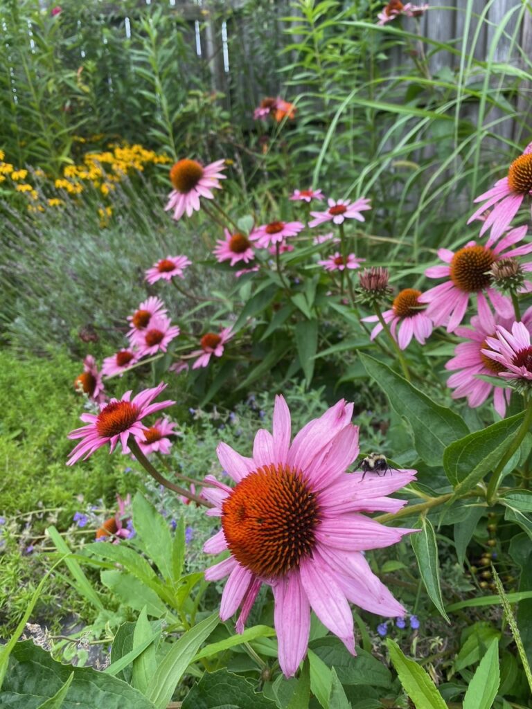 Pink echinacea flowers in a garden bed