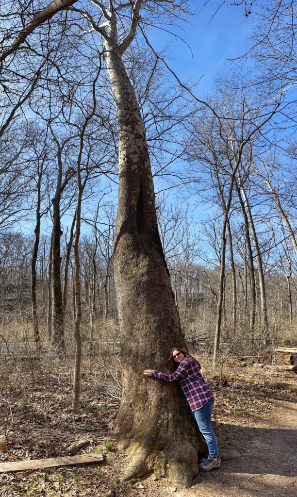 A woman hugging a large sycamore tree in the winter