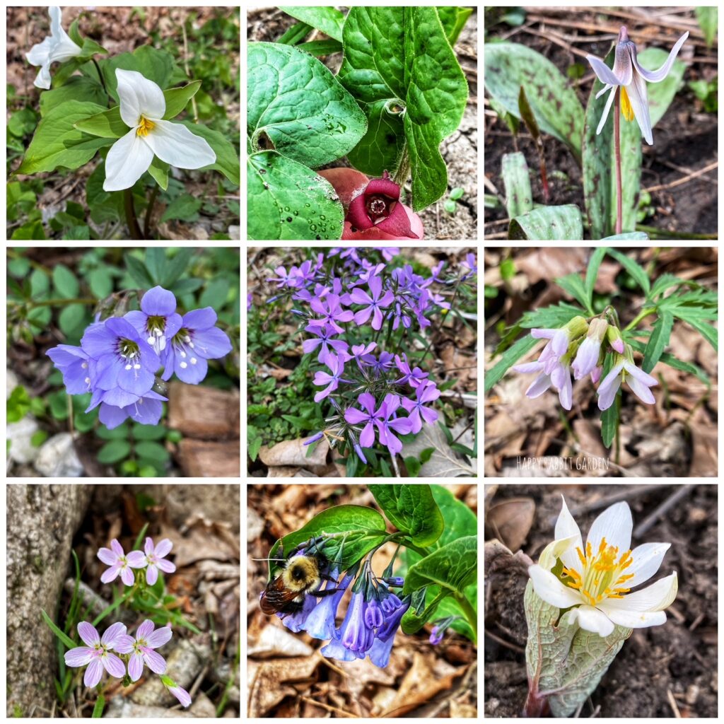 Springtime flowers in the woods, with white and purple flowers